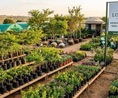 Premium Plants & Trees Delivered Right to Your Door in Midrand! - 1/1